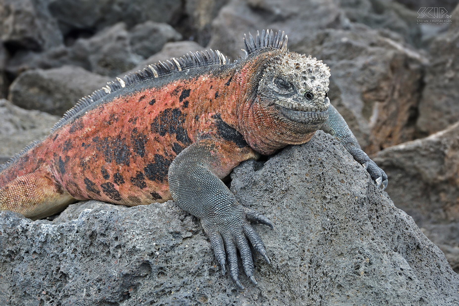 Galapagos - Floreana - Zeeleguaan Grote zeeleguaan die in het broedsezoen rood kan kleuren. Ze zijn uniek want ze leven in de zee en eten zeewier en algen maar ze hebben de zon en de rotsen ook nodig om op te warmen na een duik. Stefan Cruysberghs